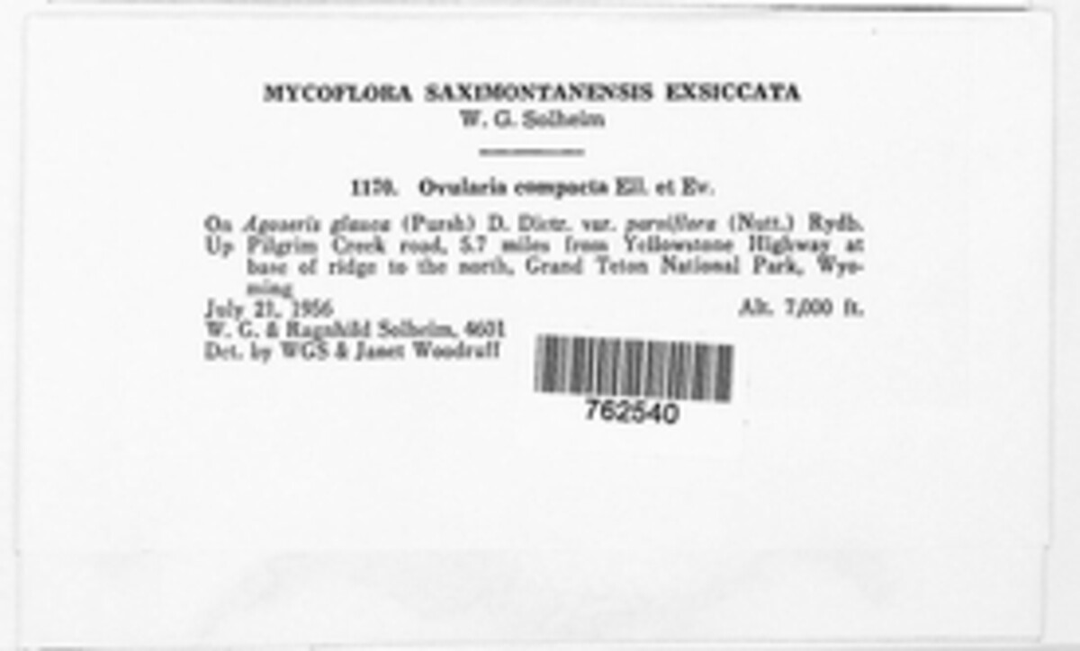 Ramularia compacta image